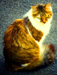 Stellina