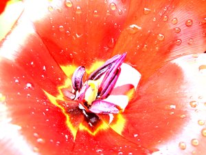Tulipano da Martina Konitzky
