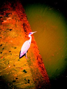 Airone grigio sul fiume