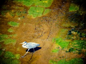Uccello sul fiume da Martina Konitzky