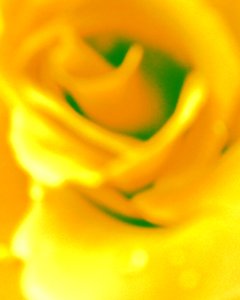 Giallo da Martina Konitzky