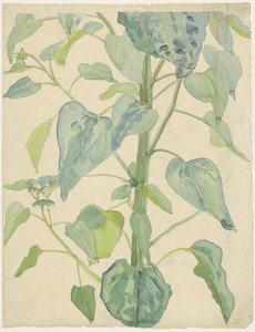 Gambo e foglie di un girasole da Martinus van Andringa