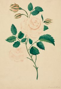 Rosa damascena da Mary Altha Nims