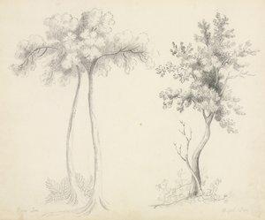 Studi di alberi di Upas e acero da Mary Altha Nims