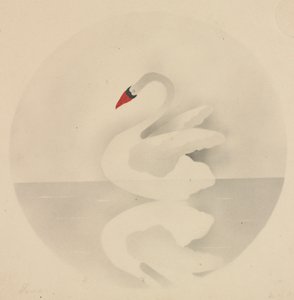 Cigno