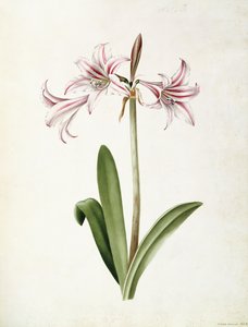 (Amaryllis) Vittata Formosa da Mary Elizabeth Rosenberg