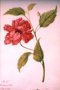 Fiore in stile peonia da Mary Granville (attr.) Delany