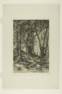 Una foresta della California