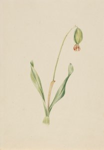 (Senza titolo) (Studio di piante) da Mary Vaux Walcott