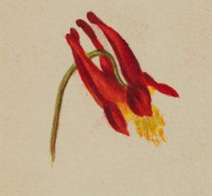 (Senza titolo) da Mary Vaux Walcott