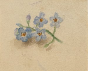 (Senza titolo) da Mary Vaux Walcott