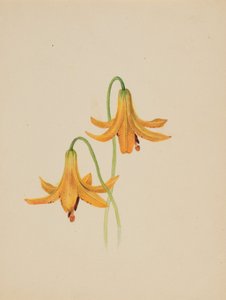 (Senza titolo - Studio di un fiore)