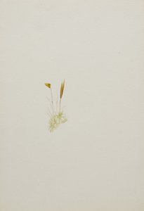 (Senza titolo - Studio di un fiore) da Mary Vaux Walcott