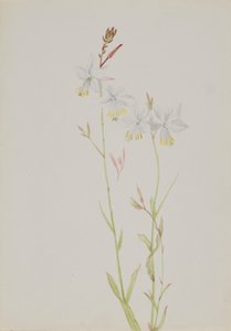 (Senza titolo - Studio di un fiore) da Mary Vaux Walcott