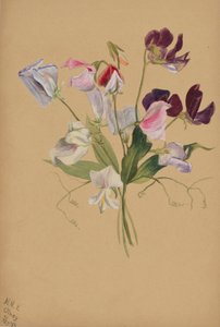 (Senza titolo - Studio di un fiore) da Mary Vaux Walcott