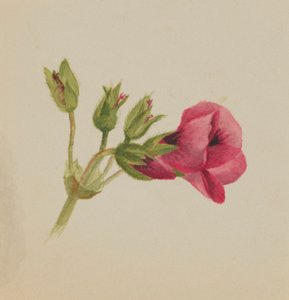 (Senza titolo - Studio di un fiore) da Mary Vaux Walcott