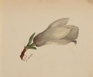 (Senza titolo - Studio di un fiore) da Mary Vaux Walcott