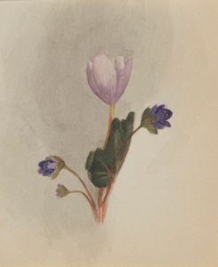 (Senza titolo - Studio di un fiore) da Mary Vaux Walcott