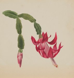 (Senza titolo - Studio di un fiore) da Mary Vaux Walcott