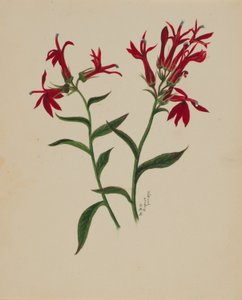 (Senza titolo - Studio di un fiore) da Mary Vaux Walcott