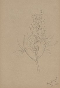 (Senza titolo - Studio di un fiore) da Mary Vaux Walcott