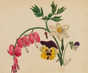(Senza titolo - Fiori misti) da Mary Vaux Walcott