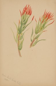 (Senza titolo - Studio di una pianta) da Mary Vaux Walcott