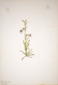 (Senza titolo - Studio di una pianta) da Mary Vaux Walcott