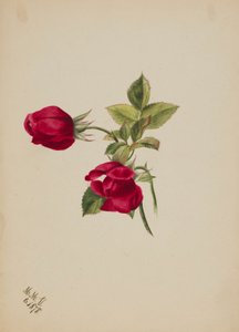 (Senza titolo - Rosa) da Mary Vaux Walcott