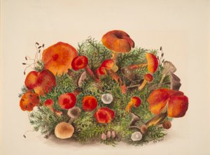 (Senza titolo - Studio dei funghi) da Mary Vaux Walcott