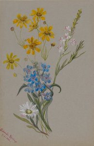 (Senza titolo, Gruppo di fiori) da Mary Vaux Walcott