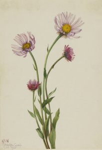 Flebo dell