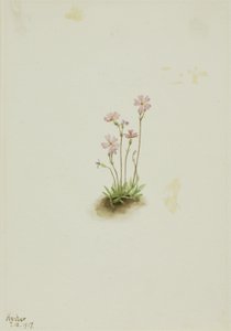 Alberta Primrose (Primula maccalliana) da Mary Vaux Walcott