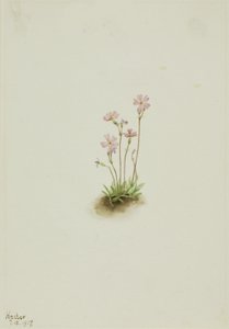 Primula dell