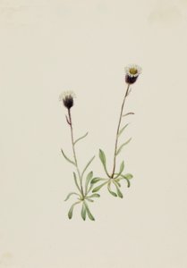 Erigeron unalaschensis delle Aleutine da Mary Vaux Walcott