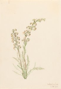 Pedicularis contorta, 1907