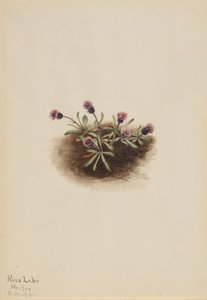 Alpine Fleabane (Erigeron unalaschcensis) da Mary Vaux Walcott