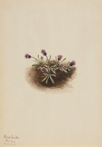 Erigeron alpino, 1916 da Mary Vaux Walcott