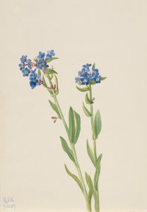 Non ti scordar di me alpino Myosotis alpestris, 1937 da Mary Vaux Walcott