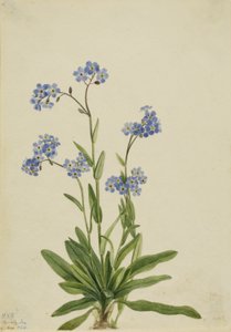 Nontiscordardime alpino (Myosotis alpestris)