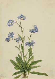 Non-ti-scordar-di-me Alpino Myosotis alpestris, 1924