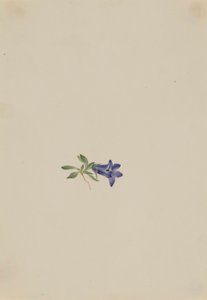 Campanula alpina (Campanula lasiocarpa) da Mary Vaux Walcott