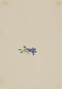 Campanula alpina Campanula lasiocarpa