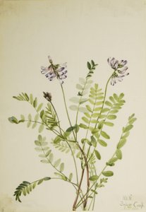 Lattice alpino (Astragalus alpinus) da Mary Vaux Walcott