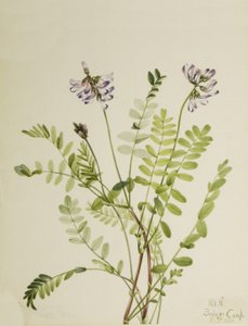 Astragalo alpino Astragalus alpinus, 1921