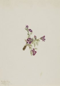 Pointvetch alpina (Oxytropis podocarpa) da Mary Vaux Walcott