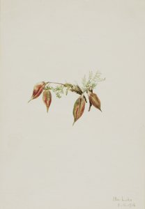 Pointvetch alpina (Oxytropis podocarpa) da Mary Vaux Walcott