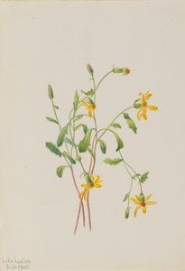 Erba di paglia alpina (specie Senecio) da Mary Vaux Walcott