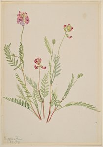 Veccia alpina (Astragalus bourgovii) da Mary Vaux Walcott