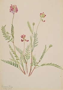 Veccia alpina Astragalus bourgovii, 1917 da Mary Vaux Walcott